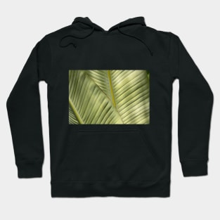 Banana Palm Fronds! Hoodie